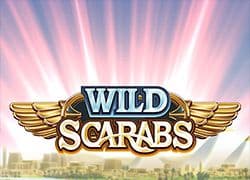 Wild Scarabs